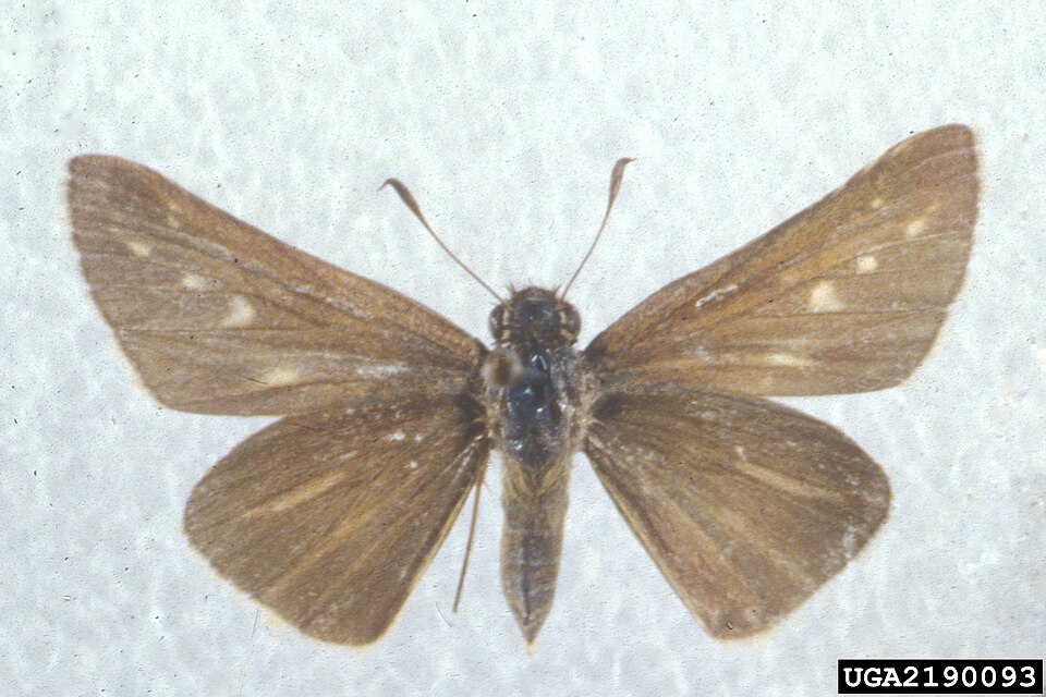 Photo of Ocola skipper