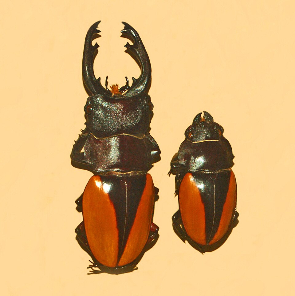 Photo of Golden stag beetle