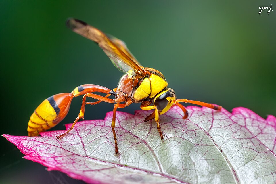 Photo of Okinawa mud wasp