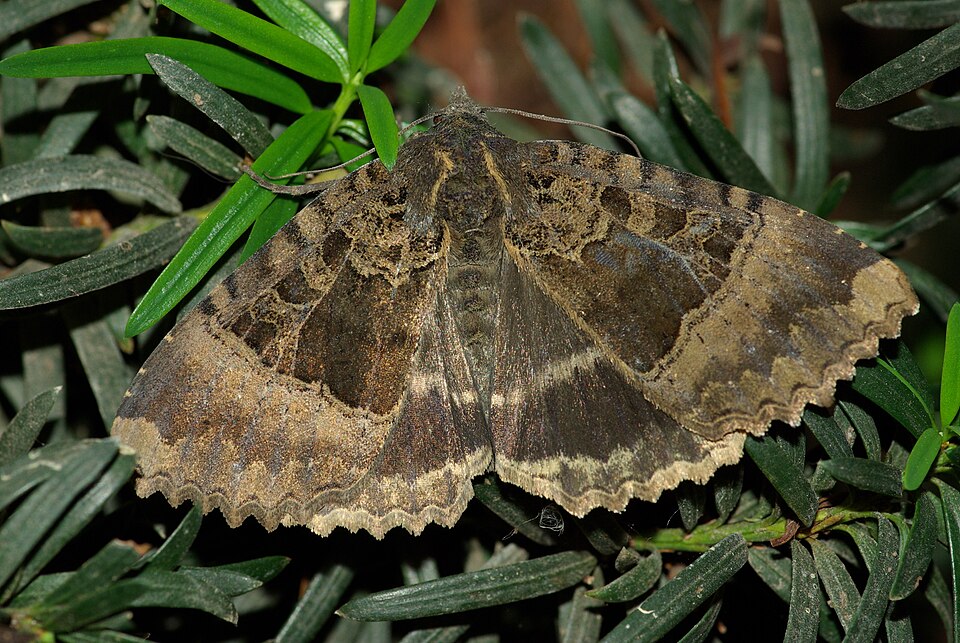 Photo of Old lady