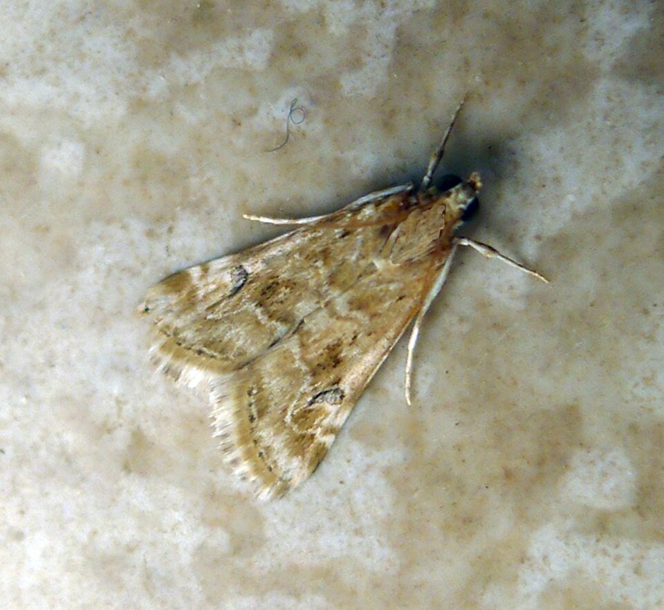 Photo of Old World webworm