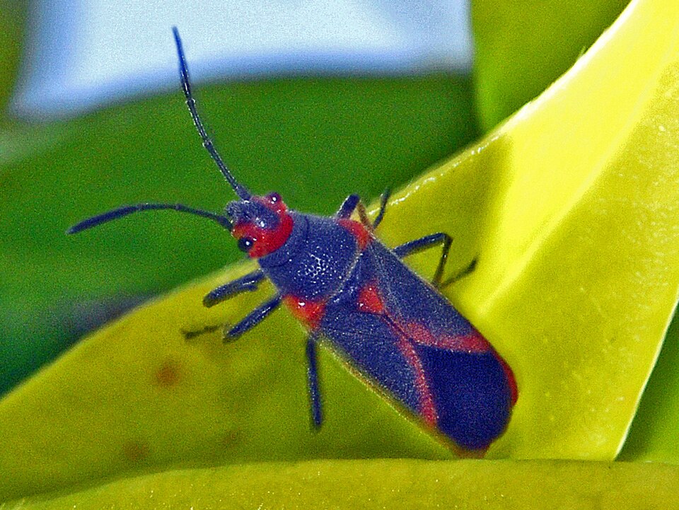 Photo of Oleander seedbug