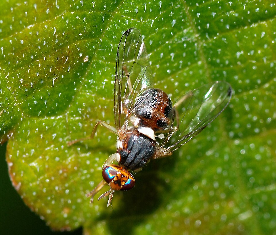 Photo of Olive fruit fly