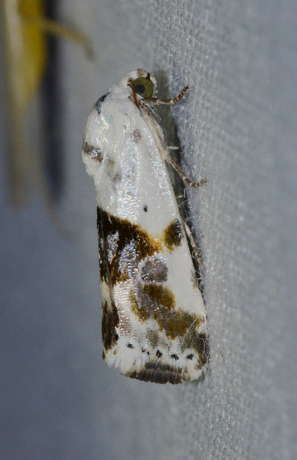 Photo of Olive-shaded bird-dropping moth