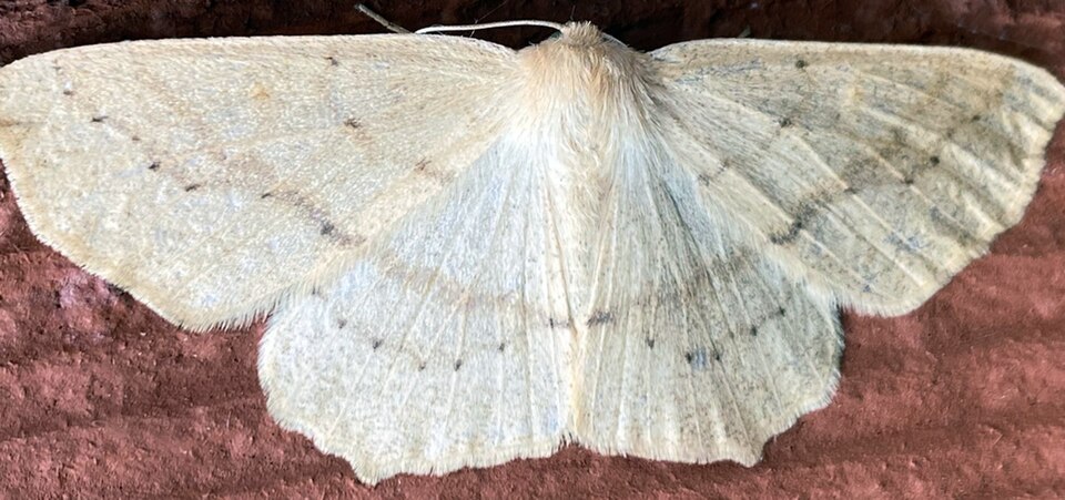 Photo of Omnivorous looper