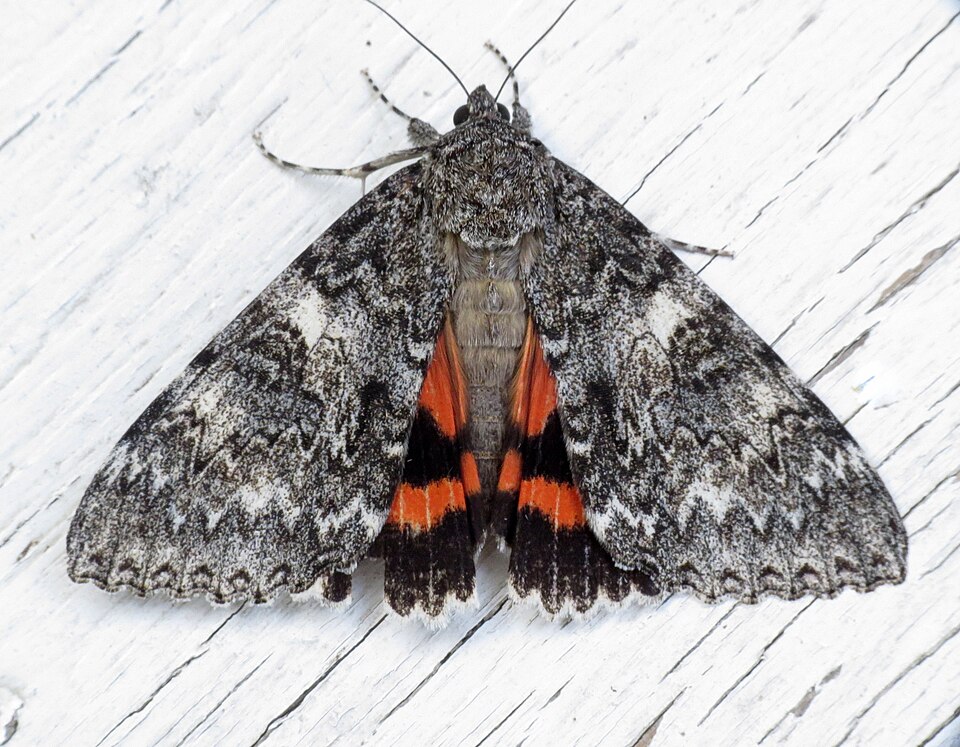 Photo of Once-married underwing