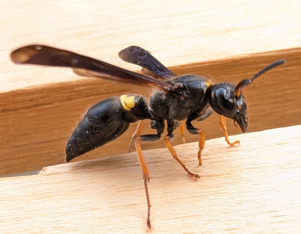 Photo of One-banded mason wasp