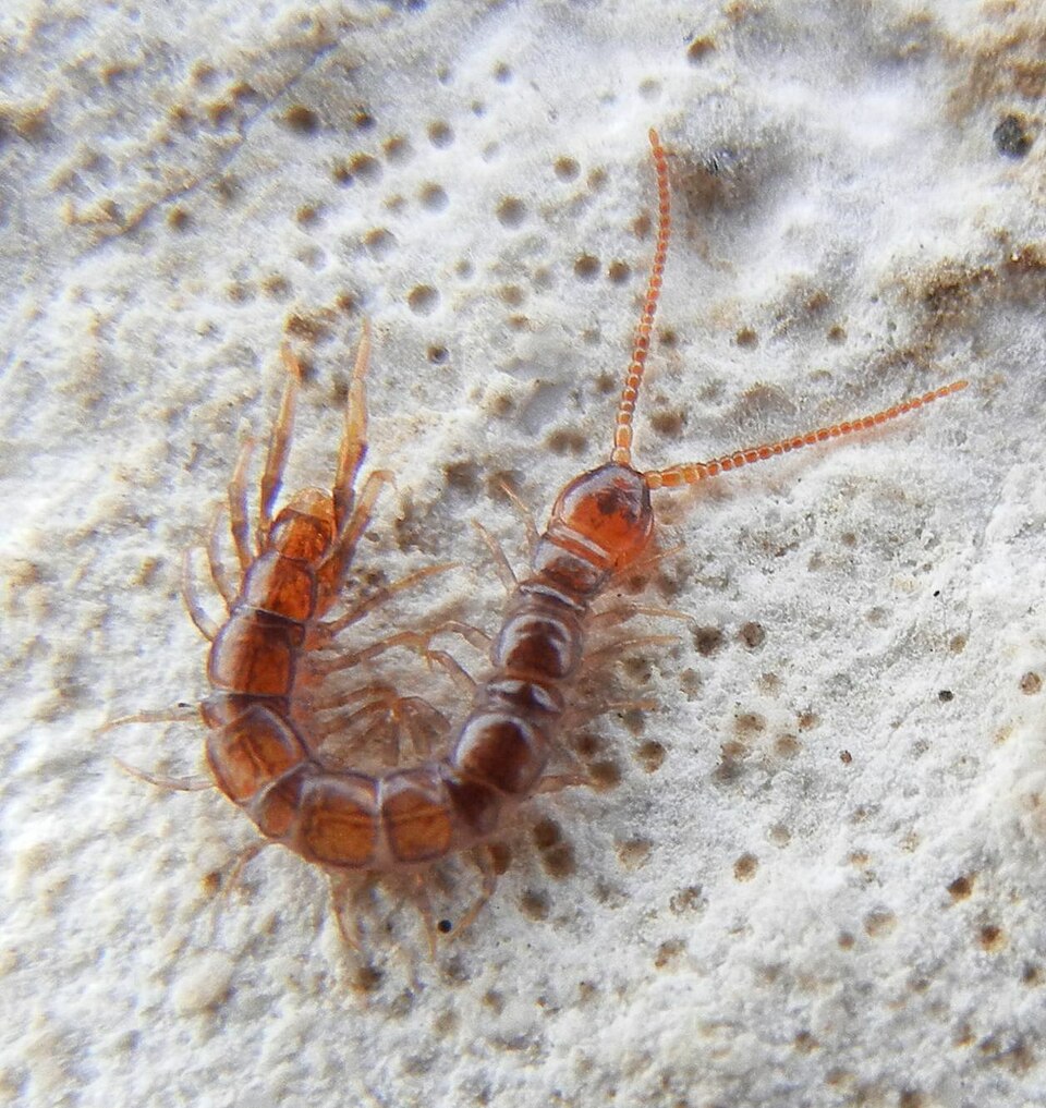 Photo of One-eyed centipede