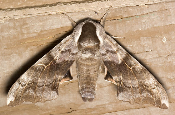 Photo of One-eyed sphinx