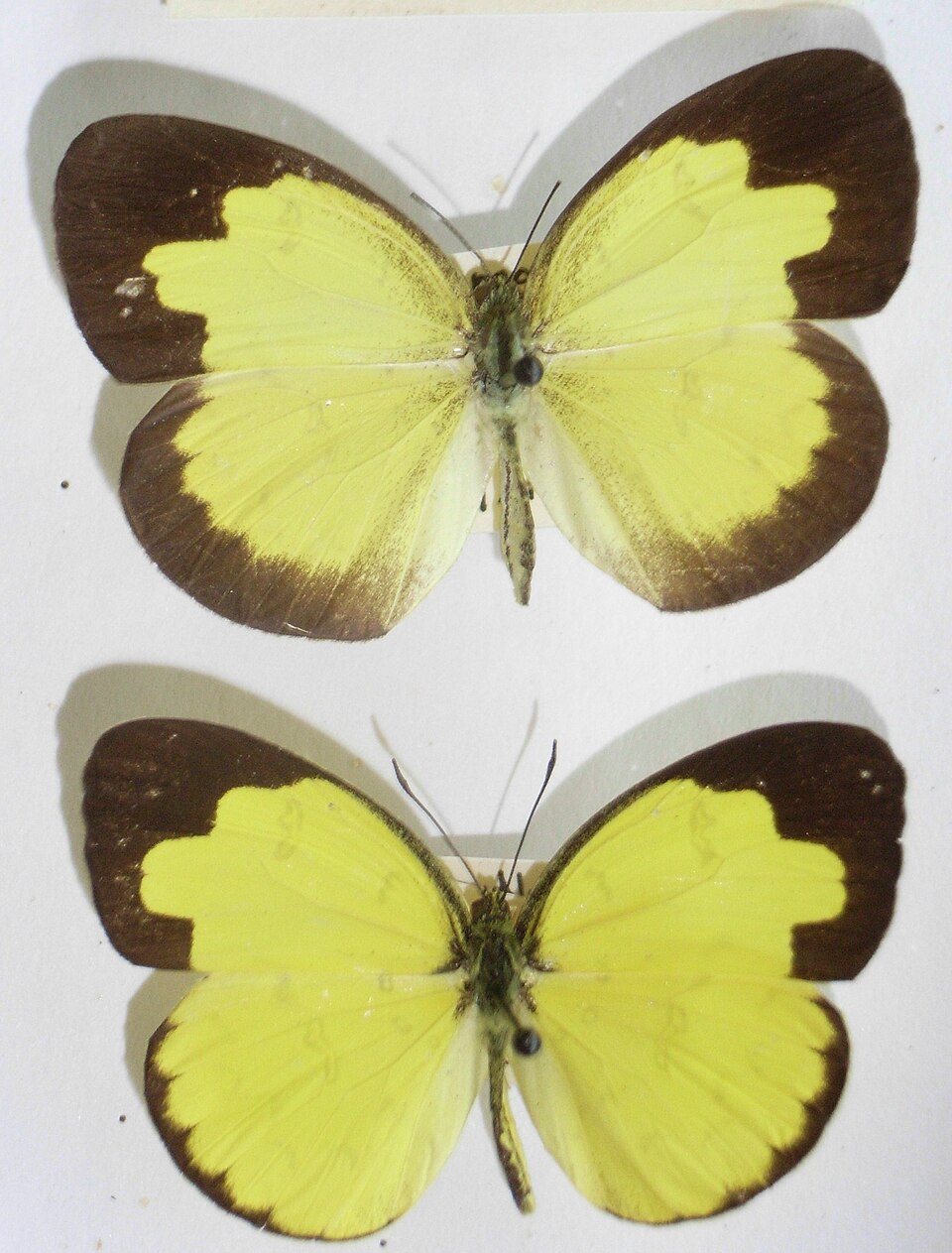 Photo of One-spot grass yellow