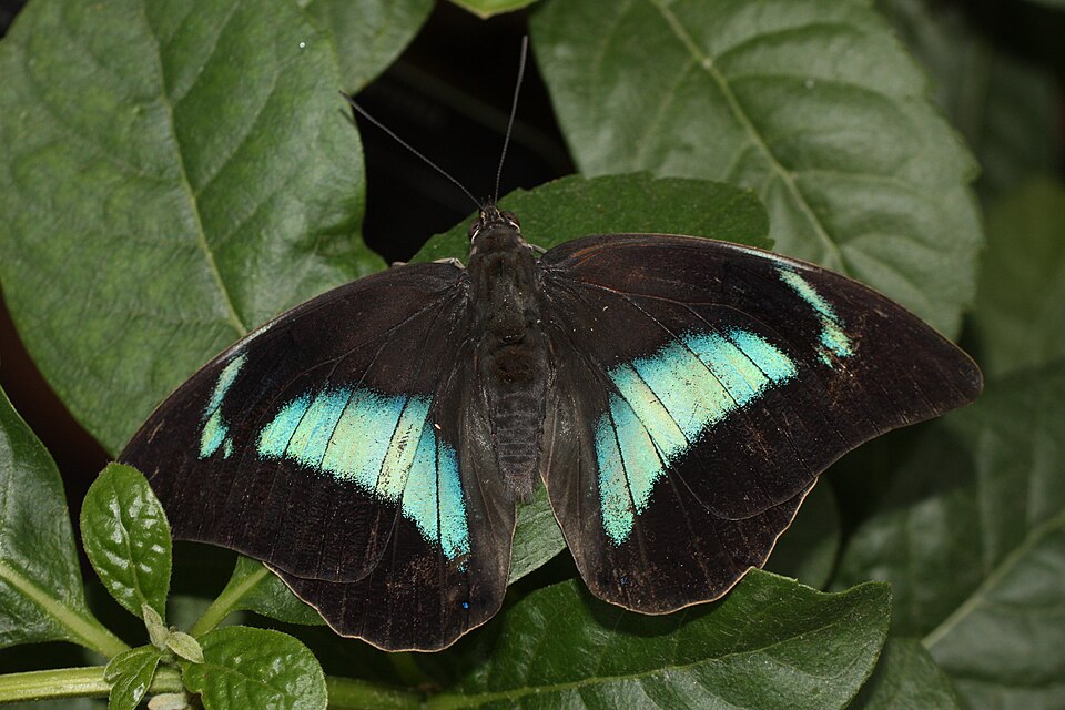 Photo of One-spotted prepona