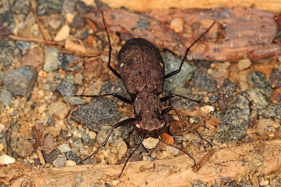 Photo of One-spotted tiger beetle