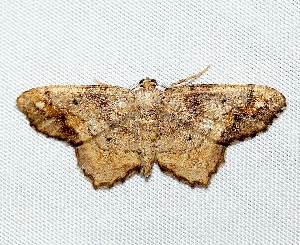Photo of One-spotted variant