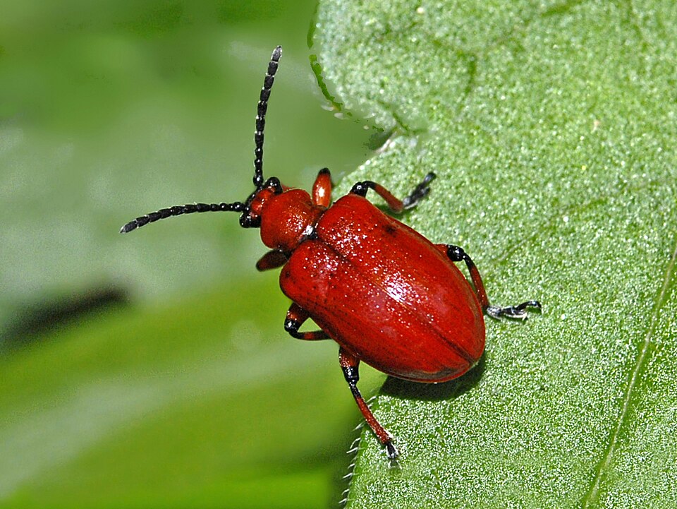 Photo of Onion beetle