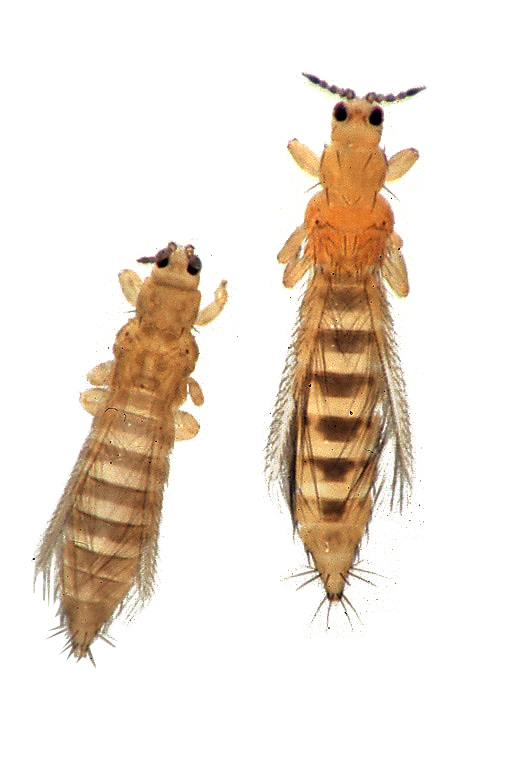 Photo of Onion thrips