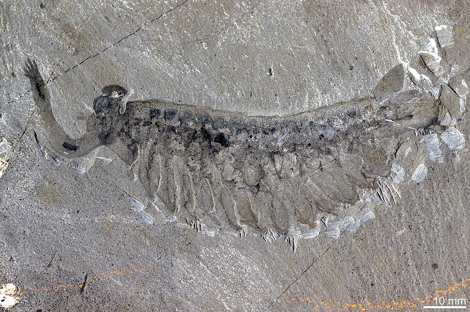 Photo of Opabinia