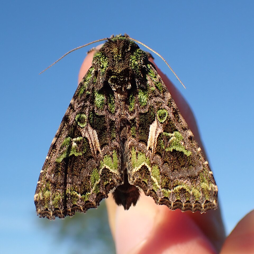 Photo of Orache moth