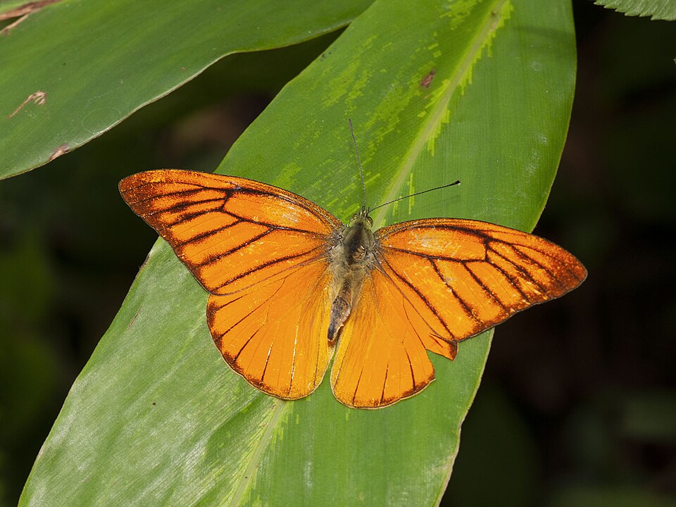 Photo of Orange albatross