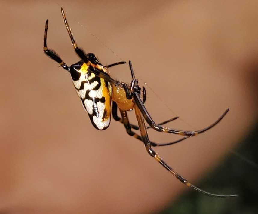 Photo of Orange-and-black pear spider