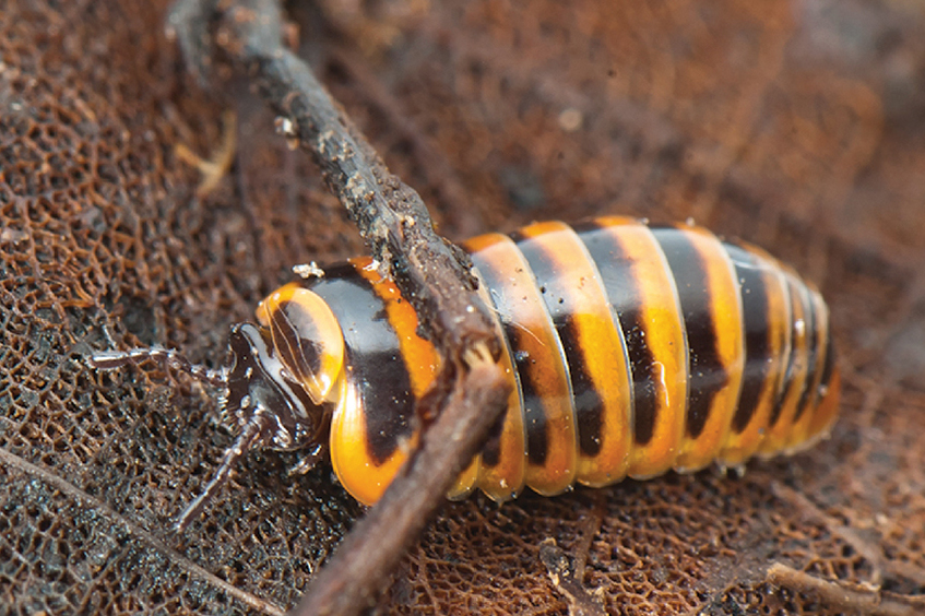 Photo of Orange banded pill millipede