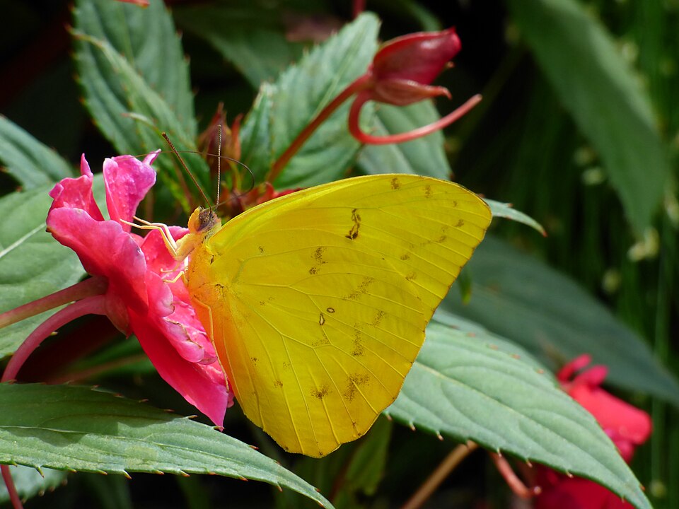 Photo of Orange-barred sulphur