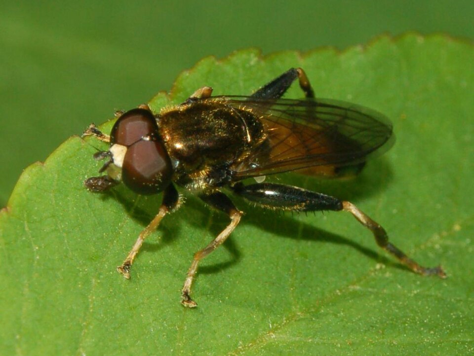 Photo of Orange-belted leafwalker