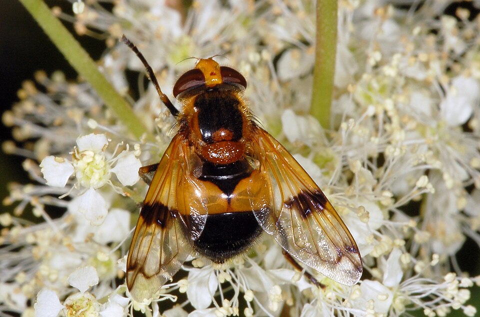 Photo of Orange-belted plumehorn
