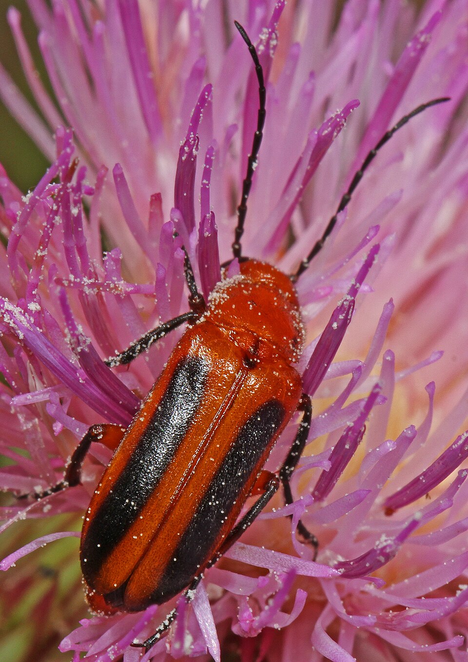 Photo of Orange blister beetle