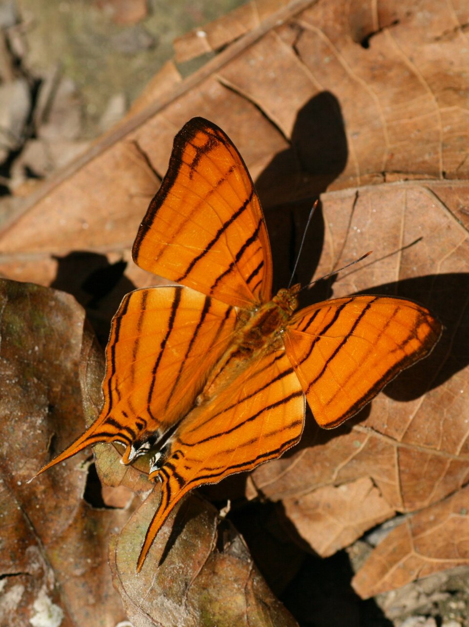 Photo of Orange daggerwing