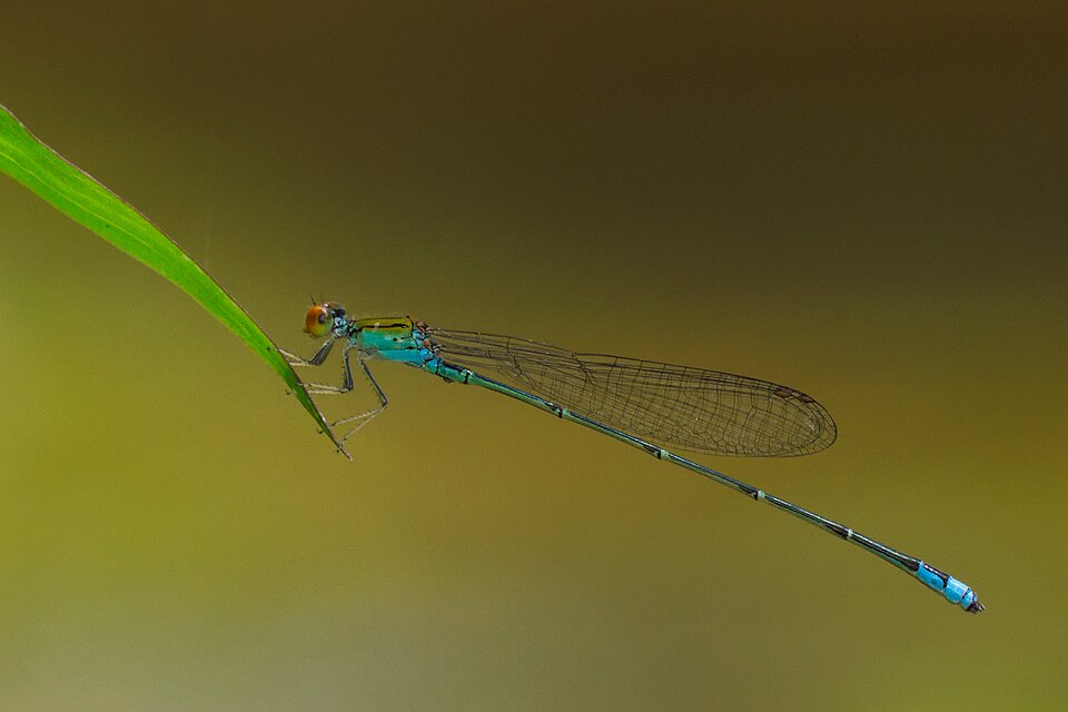 Photo of Orange-faced sprite