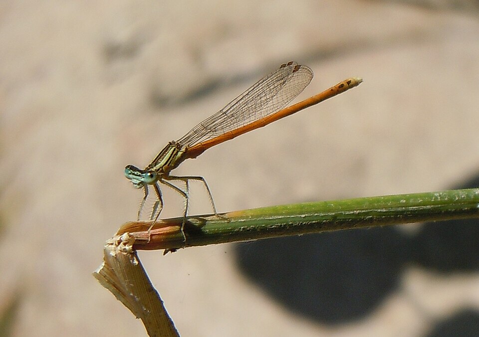 Photo of Orange featherleg