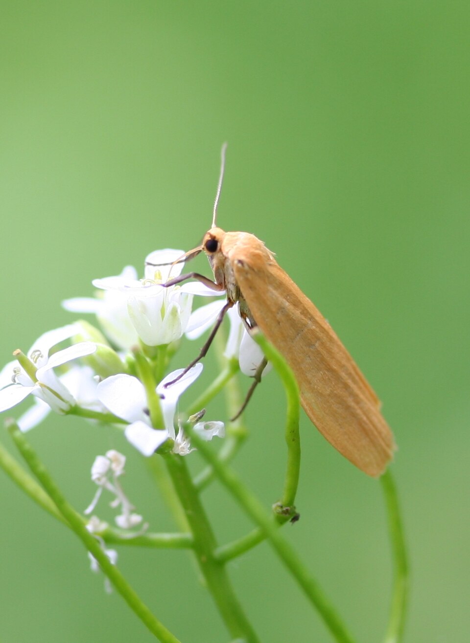 Photo of Orange footman