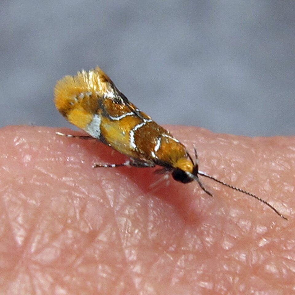 Photo of Orange-headed callima moth