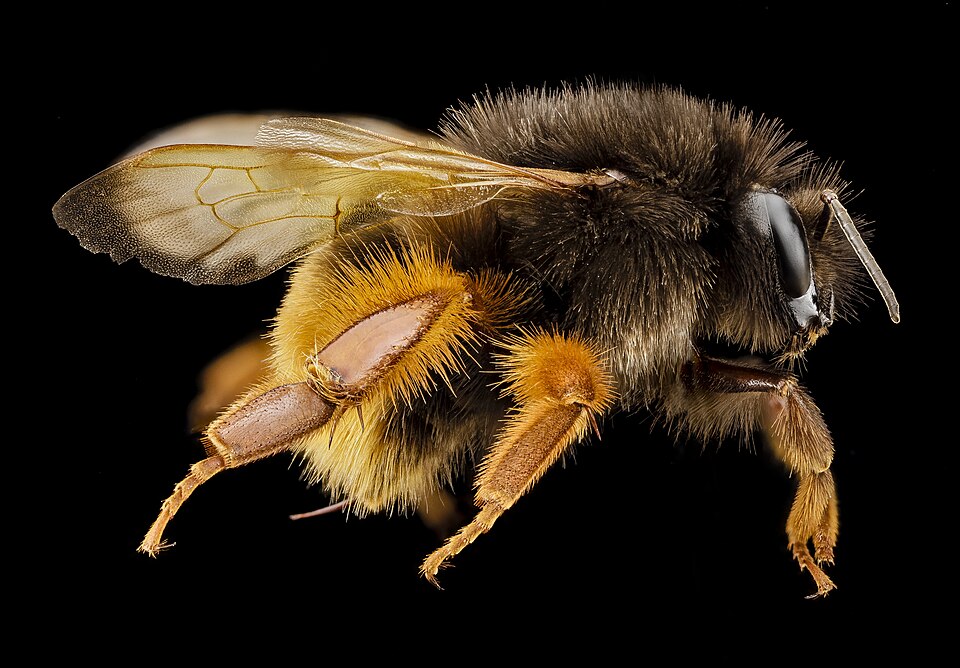 Photo of Orange-legged bumble bee
