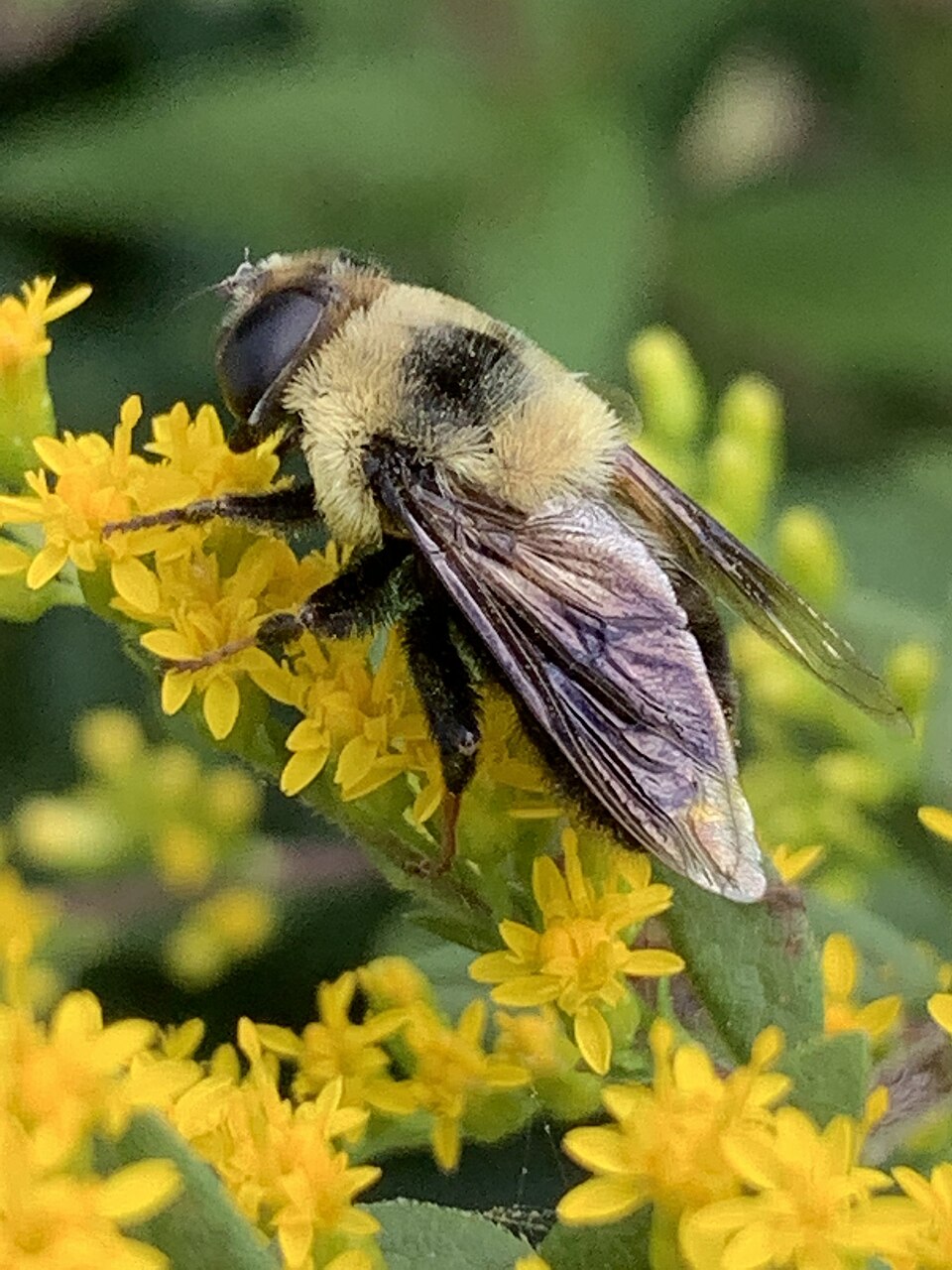 Photo of Orange-legged drone fly