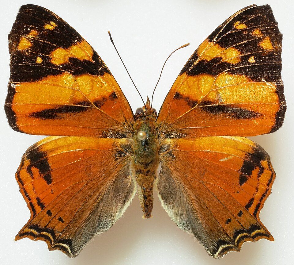 Photo of Orange mapwing
