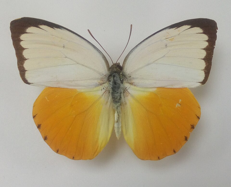 Photo of Orange migrant