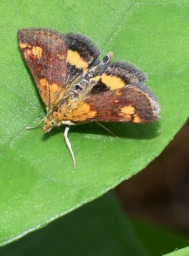 Photo of Orange mint moth