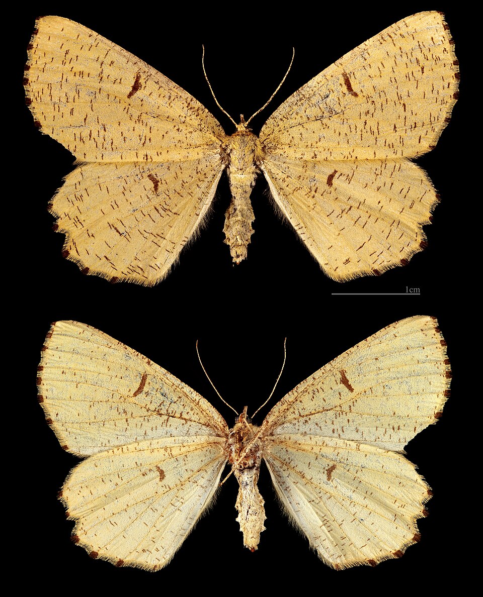 Photo of Orange moth