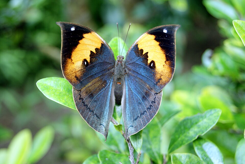 Photo of Orange oakleaf