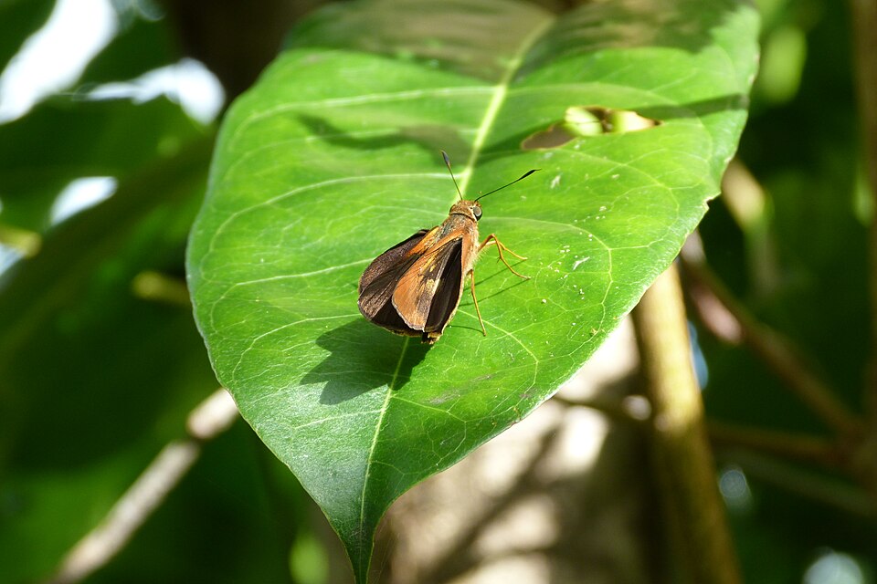 Photo of Orange palm dart