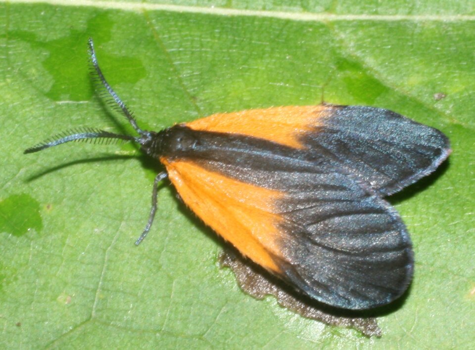 Photo of Orange-patched smoky moth