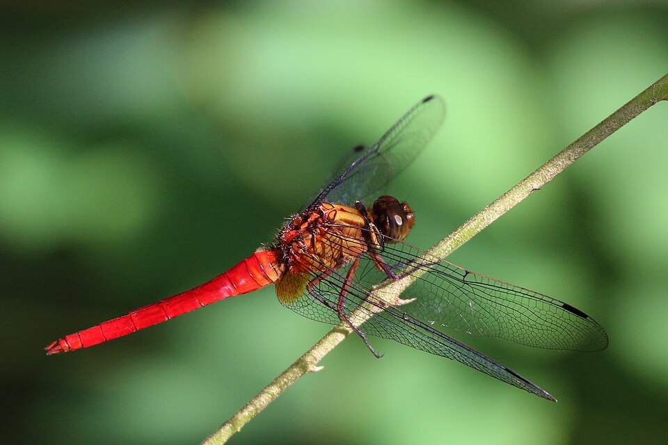 Photo of Orange skimmer