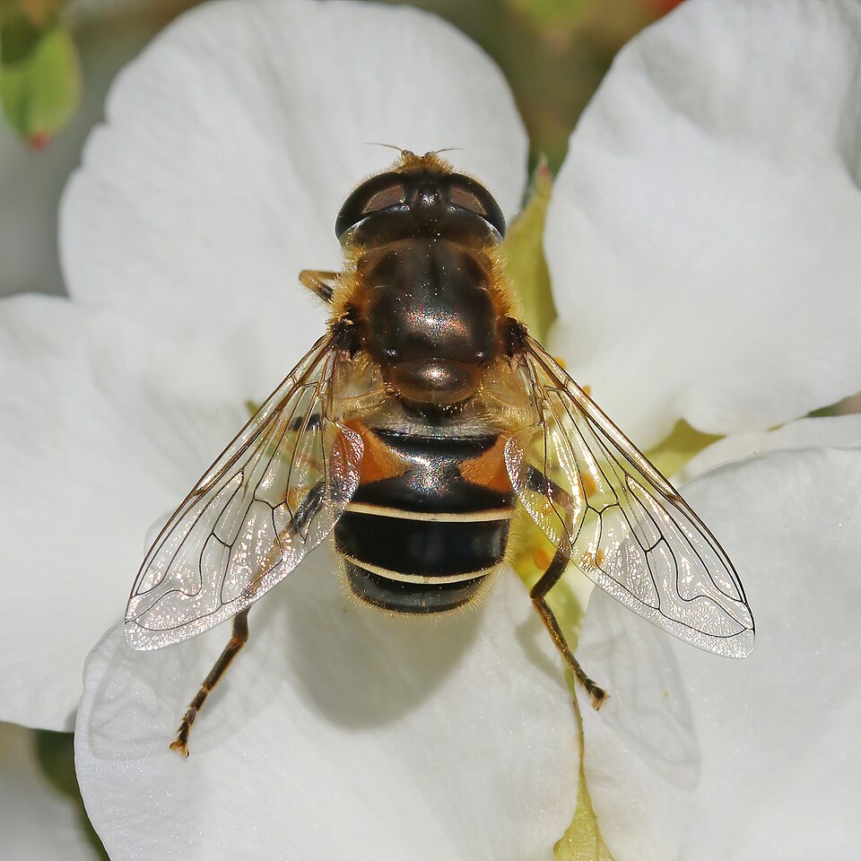 Photo of Orange-spined drone fly