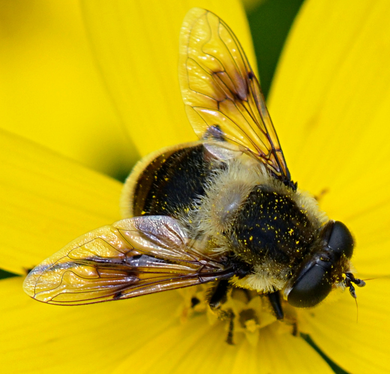 Photo of Orange-spotted drone fly