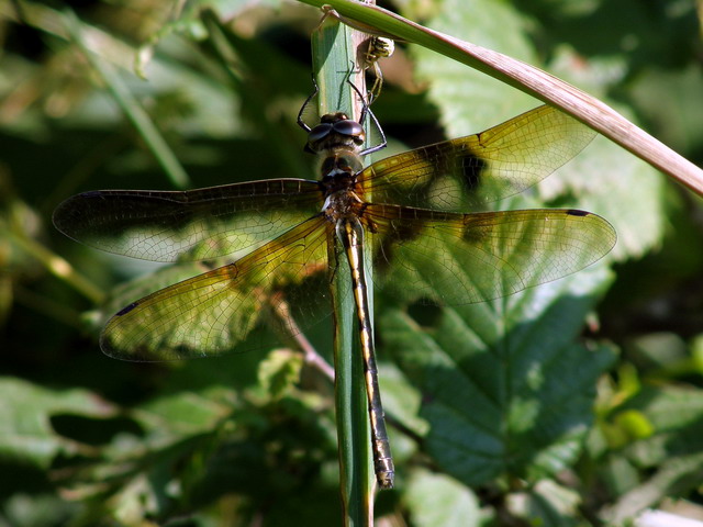 Photo of Orange-spotted emerald