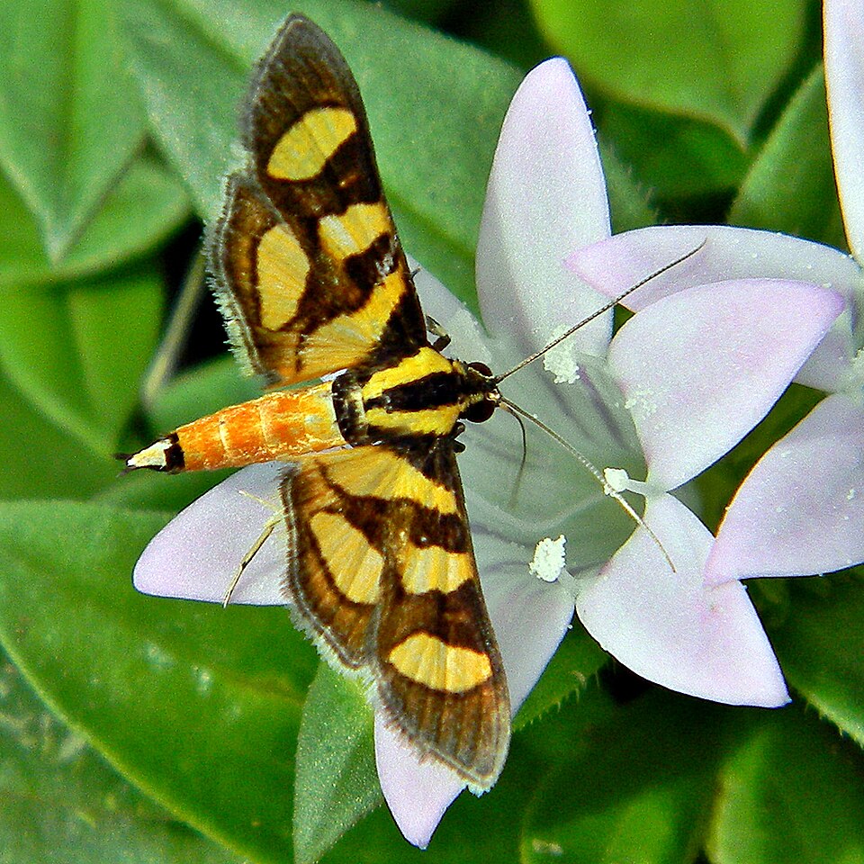 Photo of Orange-spotted flower moth