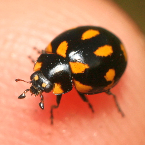 Photo of Orange-spotted ladybird beetle
