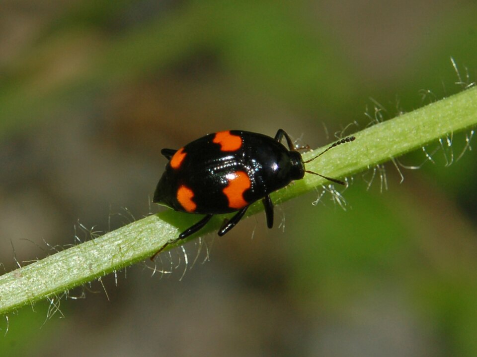 Photo of Orange-spotted scaphidium
