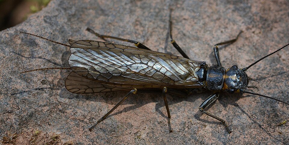 Photo of Orange-striped stonefly